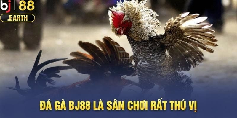 Đá Gà BJ88 - Giải Trí Thỏa Đam Mê Rinh Ngay Thưởng Lớn